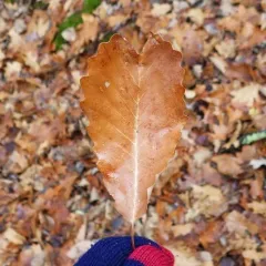 chestnut oak thumbnail 3
