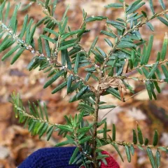 Hemlock Woolly Adelgid thumbnail 3