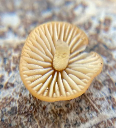 Hairy Long Stem Marasmius