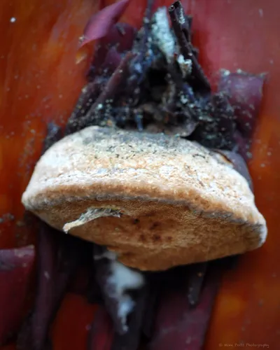 Manzanita Hoof Polypore