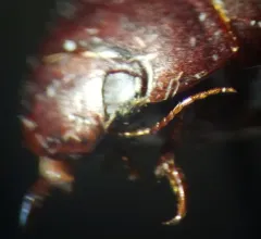Ilybius incarinatus thumbnail 2