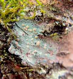 Mealy Rim-lichen thumbnail 3