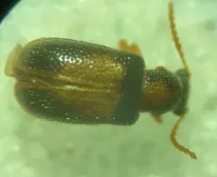 Zeugophora varians thumbnail 3