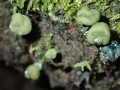 Leotia atrovirens thumbnail 2