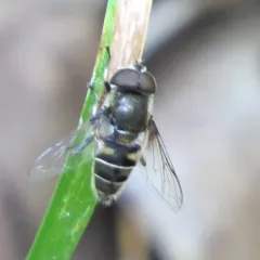 Black-shouldered Drone Fly thumbnail 4