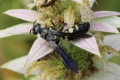 Myzinum obscurum thumbnail 1