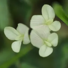 Subterranean Clover thumbnail 2