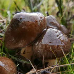 Coppery Waxcap thumbnail 4