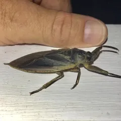 American Giant Water Bug thumbnail 1