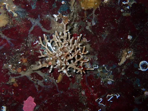 Heteropora alaskensis