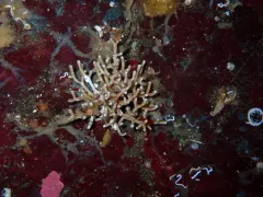 Heteropora alaskensis thumbnail 1