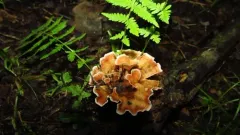 Wine Glass Fungus thumbnail 1
