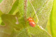 Rubens Orbweaver thumbnail 2