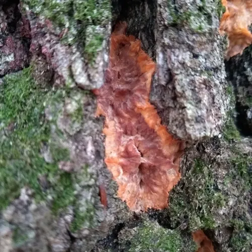 Wrinkled Crust