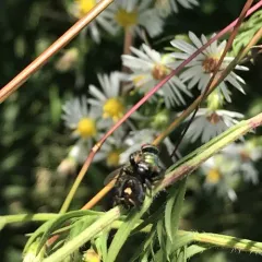 Bold Jumping Spider thumbnail 4