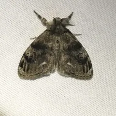 Definite Tussock Moth thumbnail 2