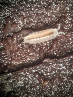 Least Pygmy Woodlouse thumbnail 1