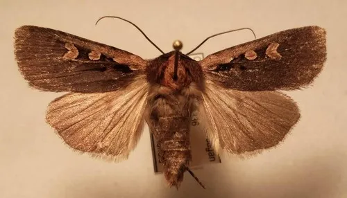 Euxoa westermanni