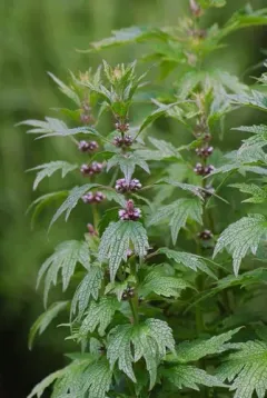 common motherwort thumbnail 4