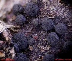 Dermea abietina thumbnail 2