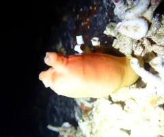 Pacific Sea Peach thumbnail 2