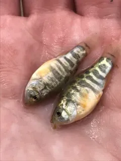 Sheepshead Minnow thumbnail 3