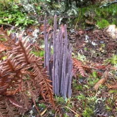 Purple Spindles thumbnail 4