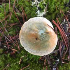 saffron milkcap thumbnail 2
