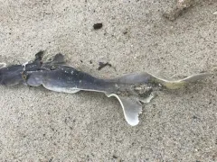 Spiny Dogfish thumbnail 3