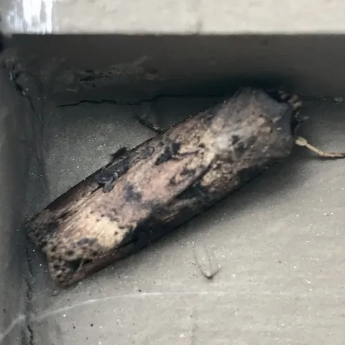 Ipsilon Dart Moth