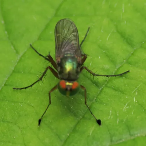 Dolichopus occidentalis