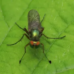 Dolichopus occidentalis thumbnail 1