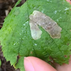 Hazel Blotchminer thumbnail 2