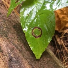 Dogwood Eyespot Gall Midge thumbnail 3
