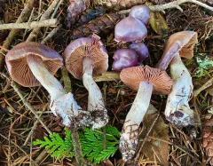 Cortinarius substriatus thumbnail 4