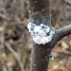 Woolly Alder Aphid thumbnail 3