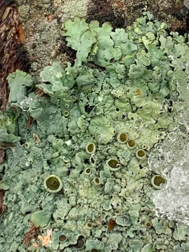 Parmelia fertilis