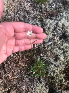 Appalachian sandwort thumbnail 2