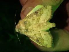 Figwort Borer Moth thumbnail 2