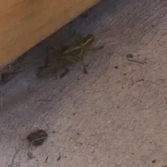 Two-striped Grasshopper thumbnail 2