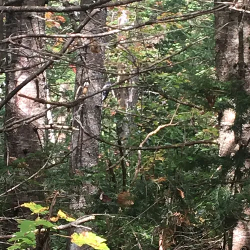 Black-backed Woodpecker
