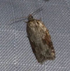 Acleris ptychogrammos thumbnail 3