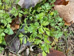 spreading chervil thumbnail 2