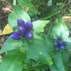 bottle gentian thumbnail 3