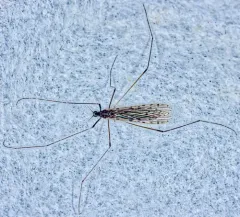 Rhipidia domestica thumbnail 2