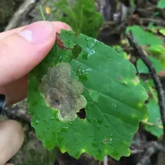 Witchhazel Leafminer thumbnail 4