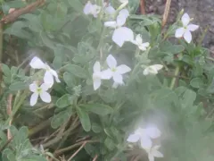 hoary stock thumbnail 1