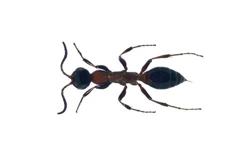 Methocha stygia