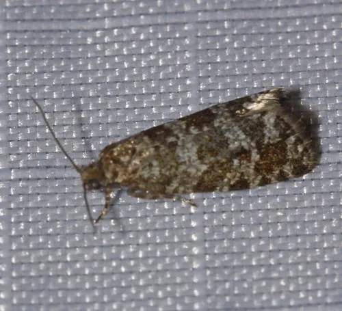 Spruce Needleminer Moth