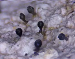 Sphinctrina turbinata thumbnail 2